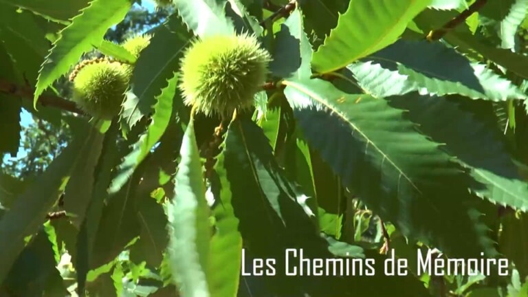 Les Chemins de Mémoire : Paul Arnaud