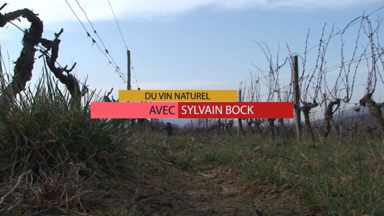 Vin naturel avec Sylvain Bock